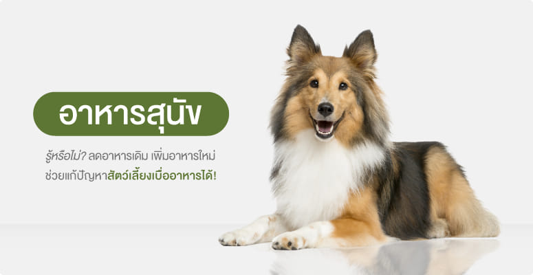 อาหารสุนัข